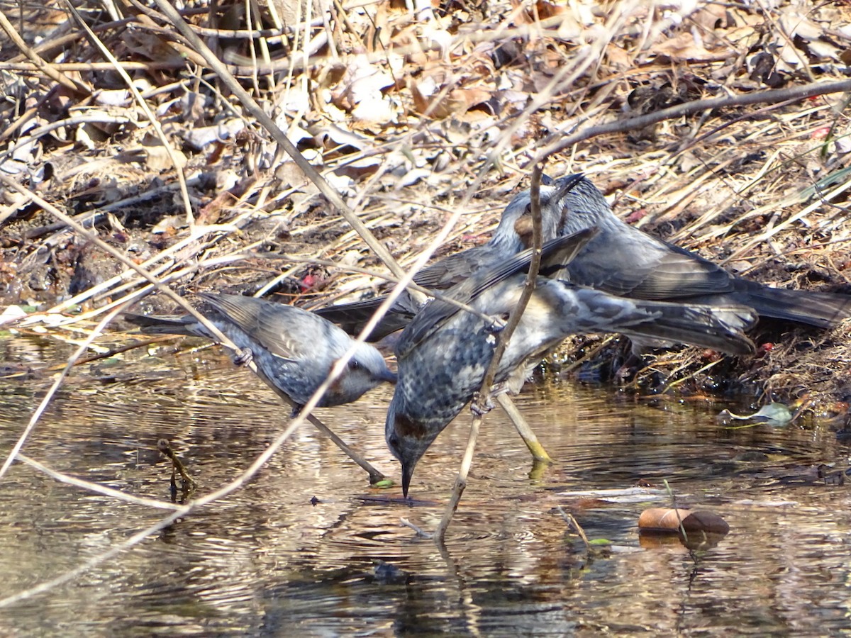 Короткопалый бюль-бюль - ML651202151