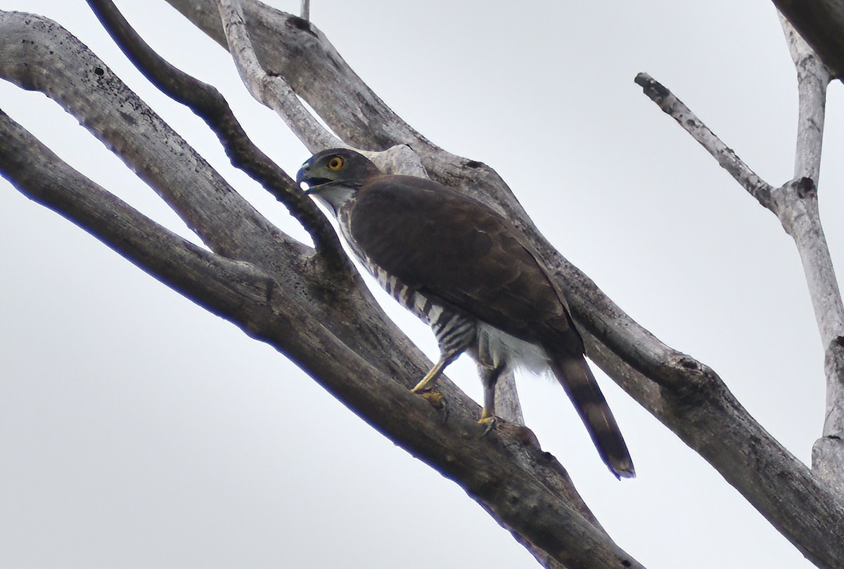 Хохлатый ястреб - ML651202363