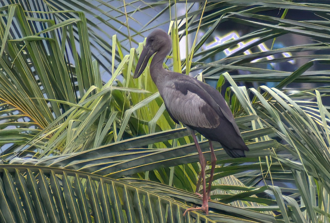 Индийский аист-разиня - ML651203175