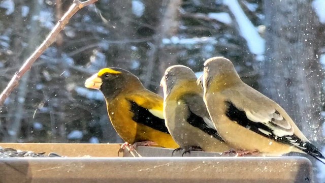 Evening Grosbeak - ML651203667
