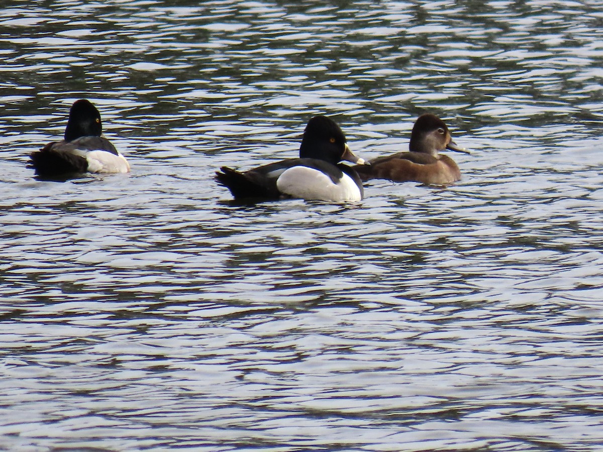 Чернь канадська - ML651204136