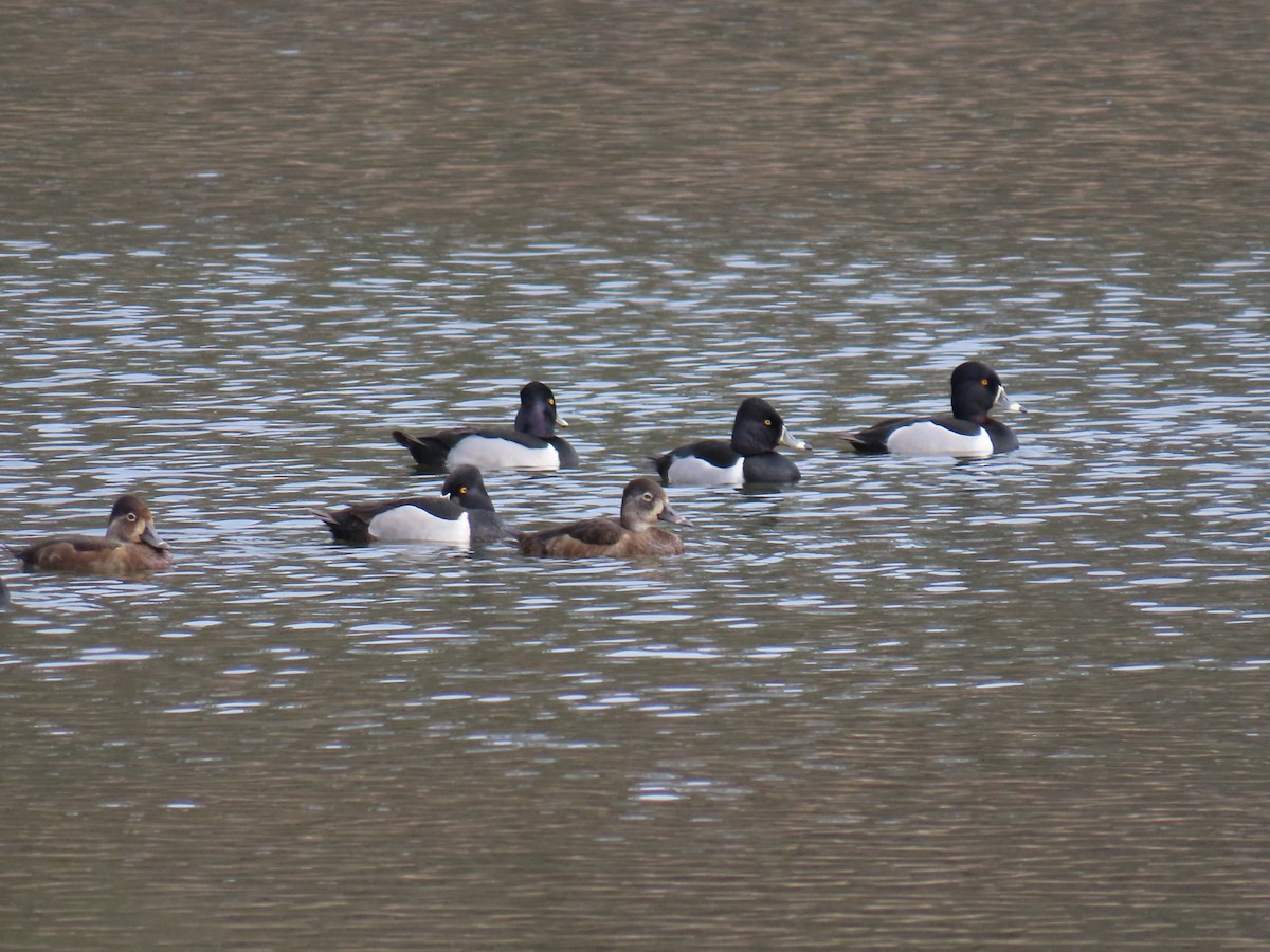 Чернь канадська - ML651204137