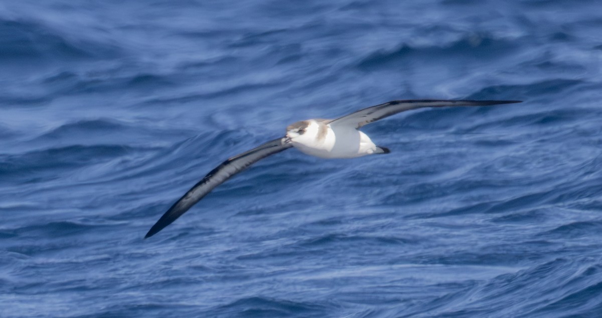 Pétrel diablotin - ML651205025