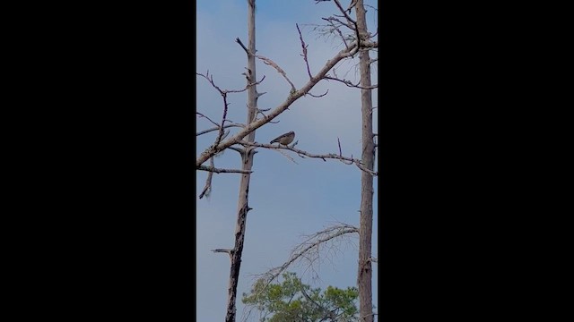 Brown-headed Nuthatch - ML651205144