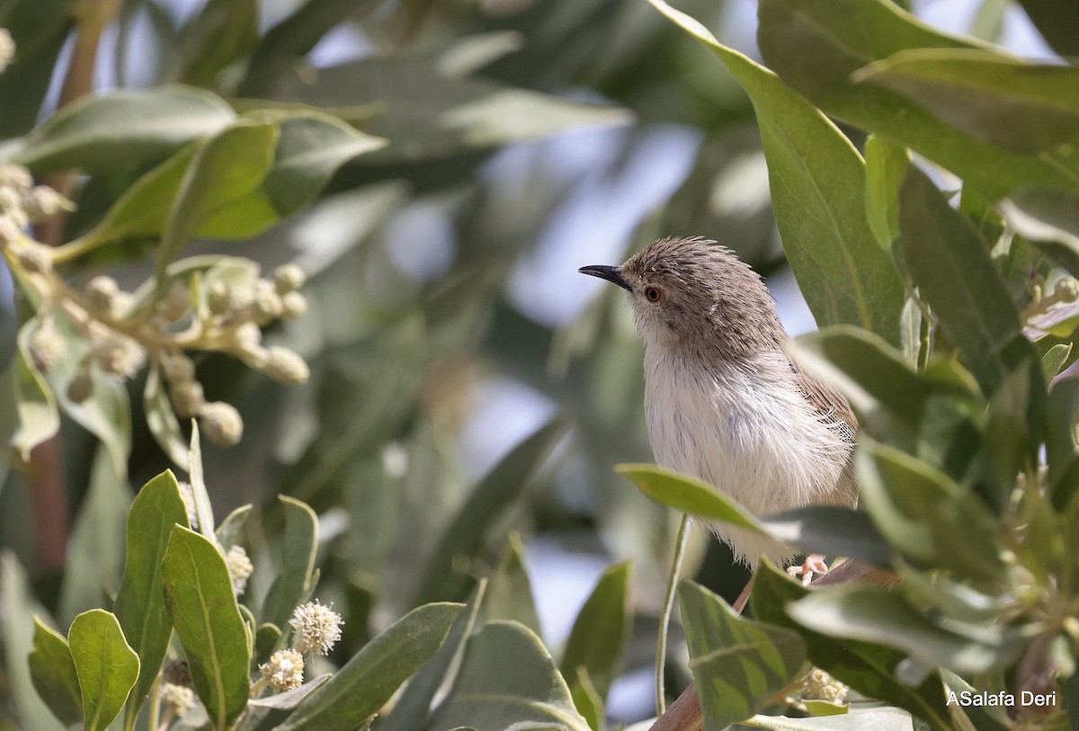 Graceful Prinia - ML651205293