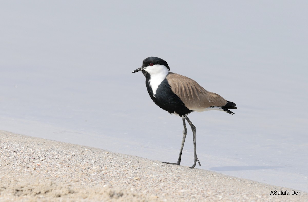 Pavoncella armata - ML651205744