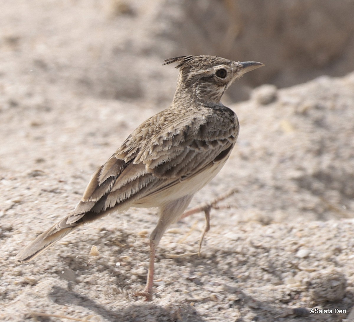 Cappellaccia [gruppo cristata] - ML651205868