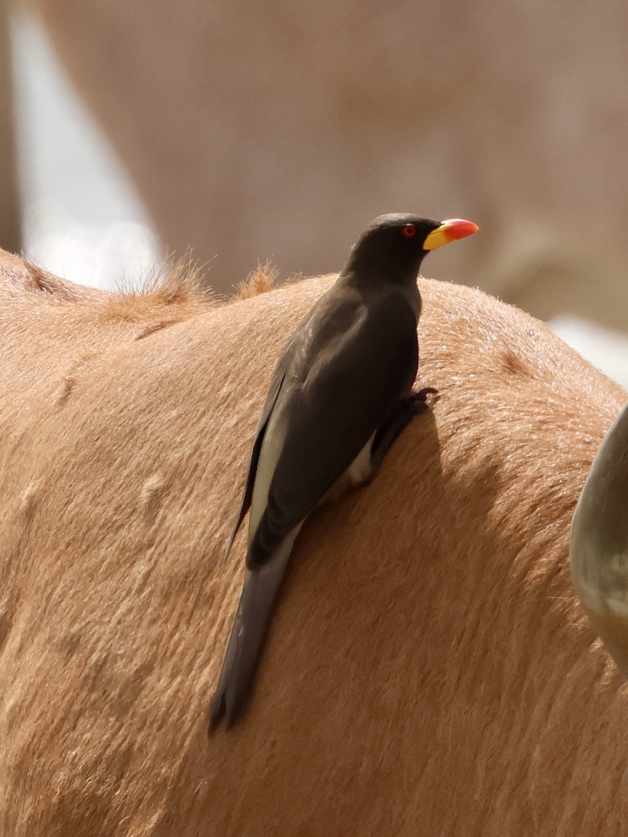 Yellow-billed Oxpecker - ML651205869