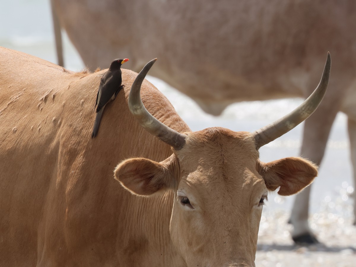 Yellow-billed Oxpecker - ML651205872