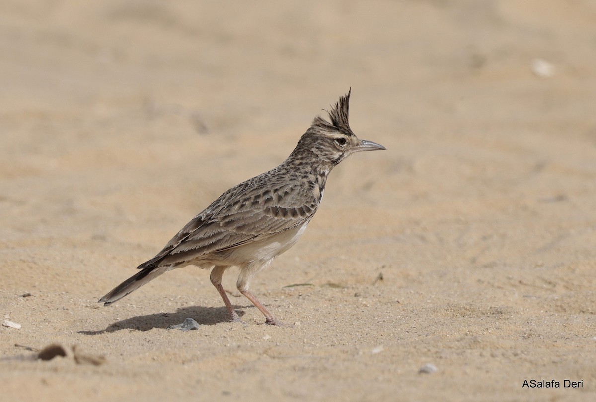 Cappellaccia [gruppo cristata] - ML651205948