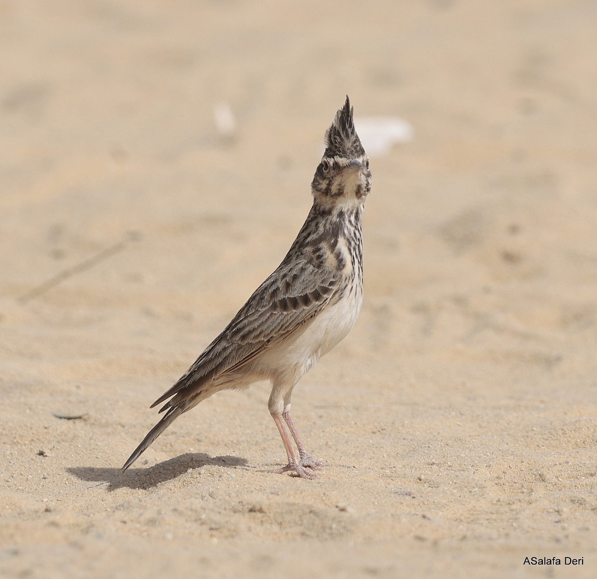 Cappellaccia [gruppo cristata] - ML651206019