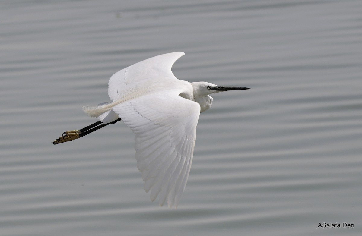 Garzetta (garzetta) - ML651206091