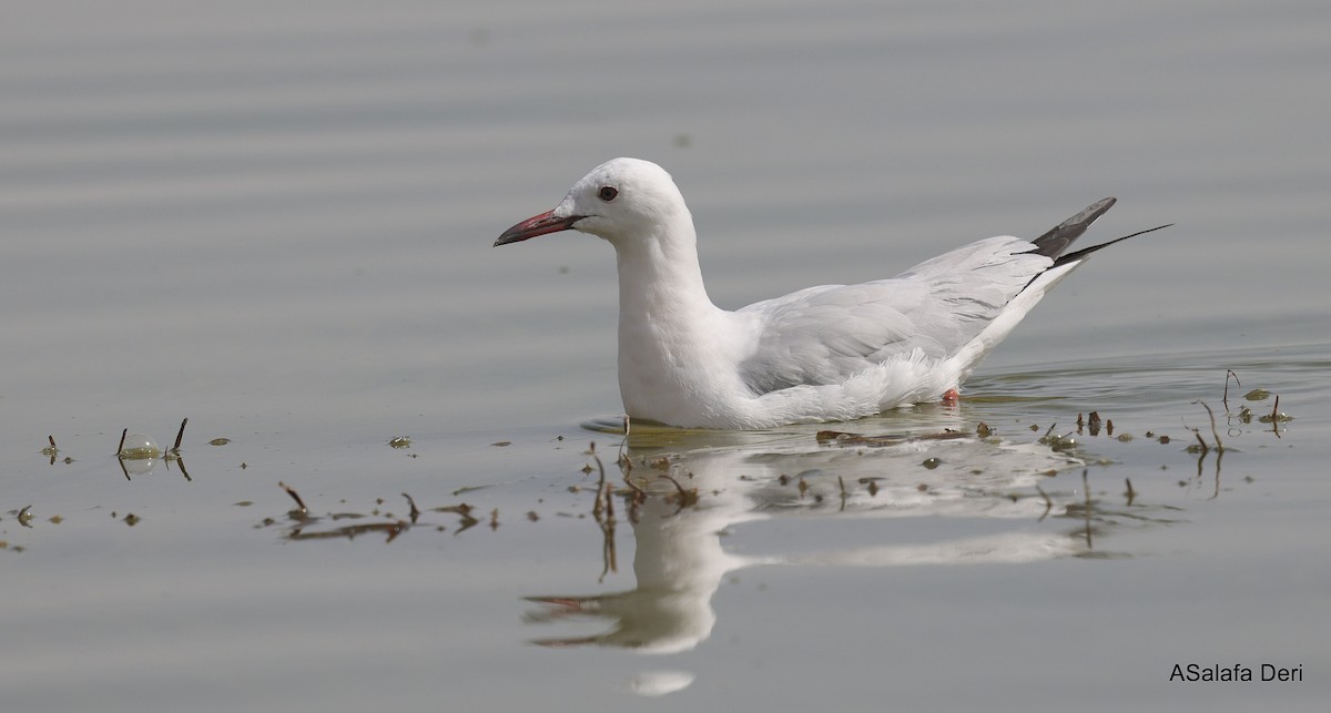 Gabbiano roseo - ML651206172