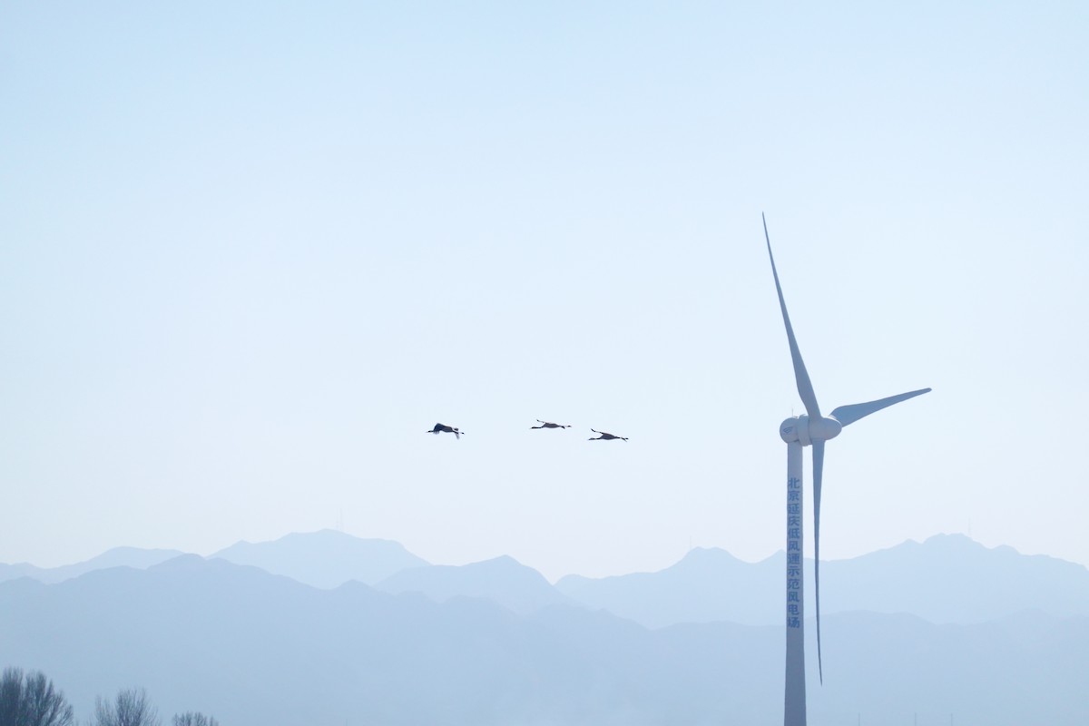 Common Crane - ML651206315