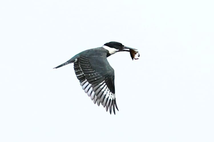 Опоясанный зимородок - ML651206413