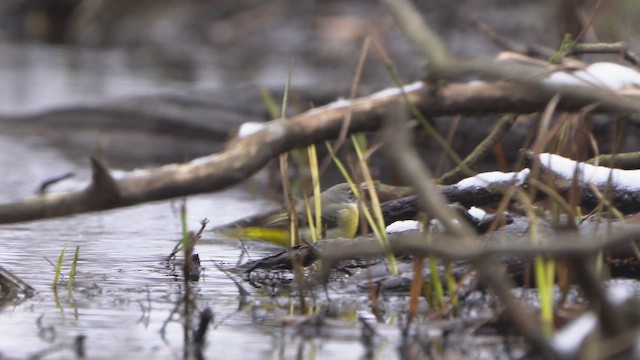 Gray Wagtail - ML651207056