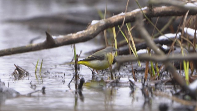 Gray Wagtail - ML651207057