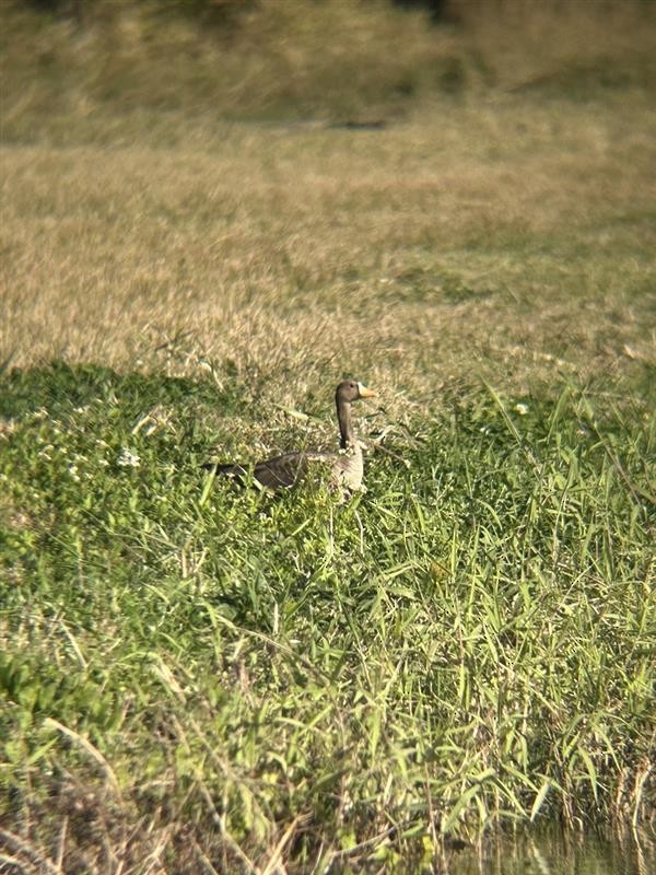 Greater White-fronted Goose - ML651207363