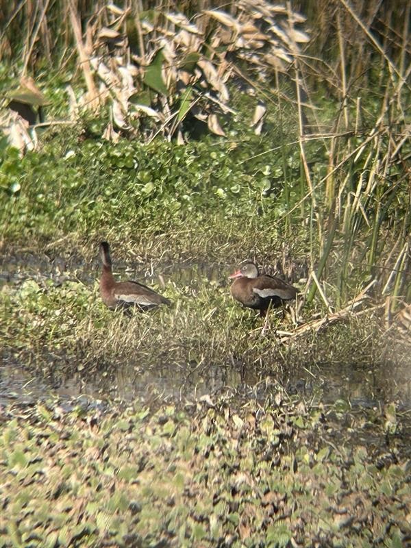 Black-bellied Whistling-Duck - ML651207472