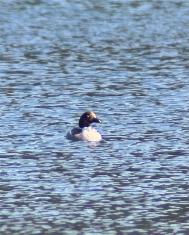 Common Goldeneye - ML651207601