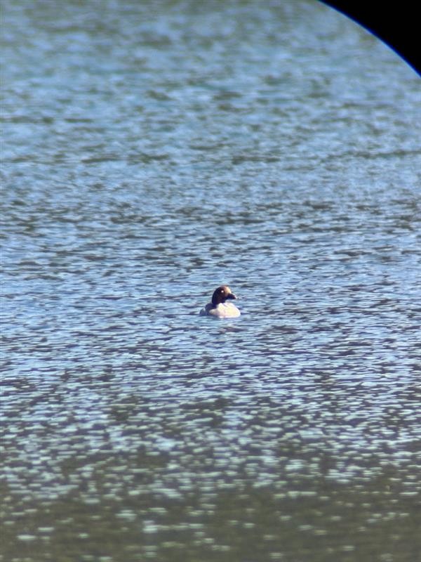 Common Goldeneye - ML651207604