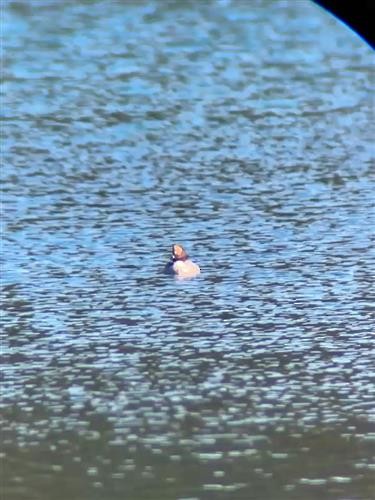 Common Goldeneye - ML651207609