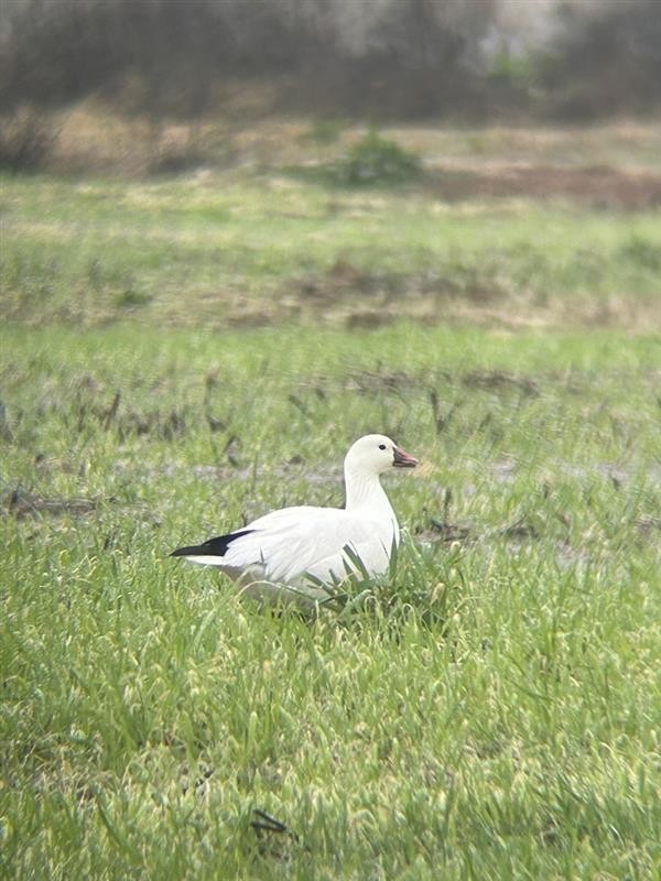 Ross's Goose - ML651207983
