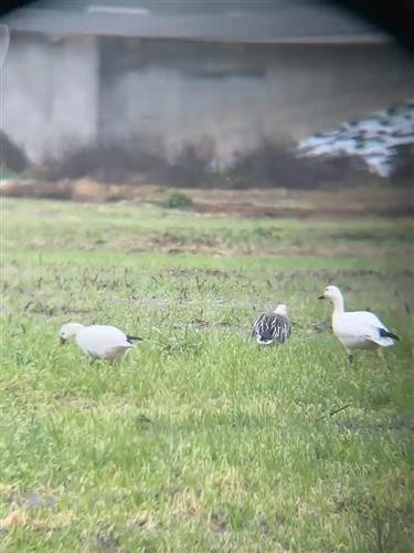 Цасны галуу - ML651207986