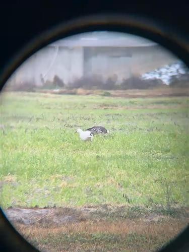 Цасны галуу - ML651207989