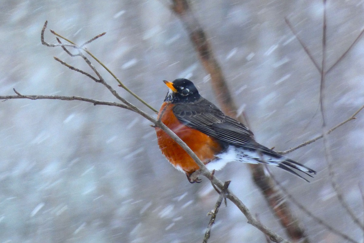 eBird Checklist - 31 Jan 2026 - Caleb and Susannah's Ponds - 3 species