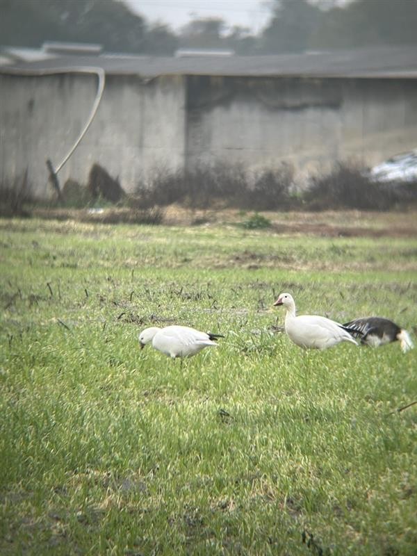 Цасны галуу - ML651208218