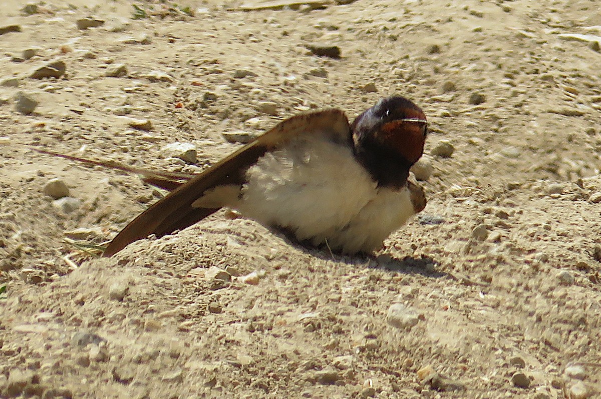 家燕 - ML651208421