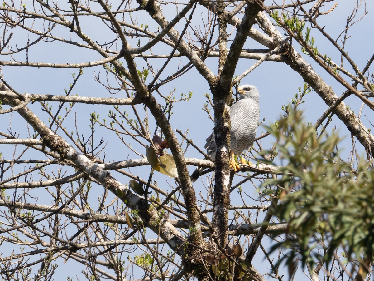 Gri Şahin - ML651208863