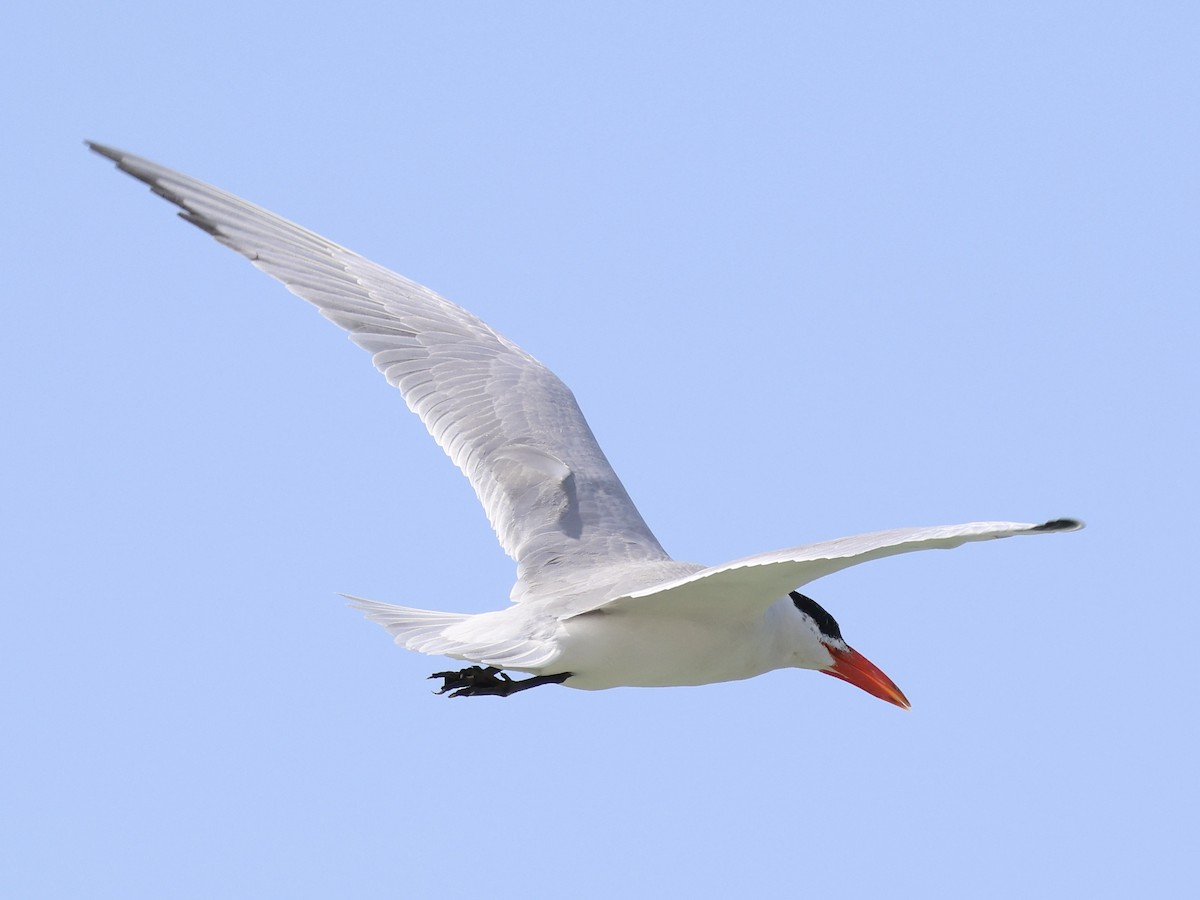 Caspian Tern - ML651208941
