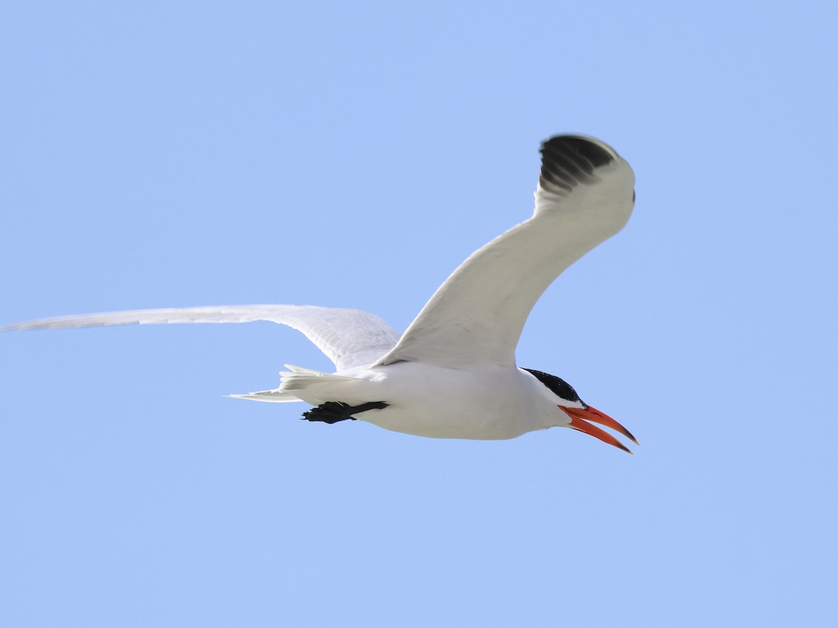 Caspian Tern - ML651208942
