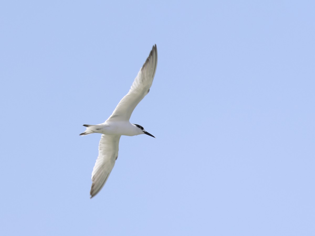 Sandwich Tern - ML651208947