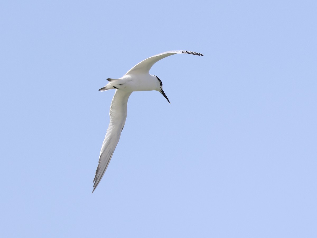 Sandwich Tern - ML651209010