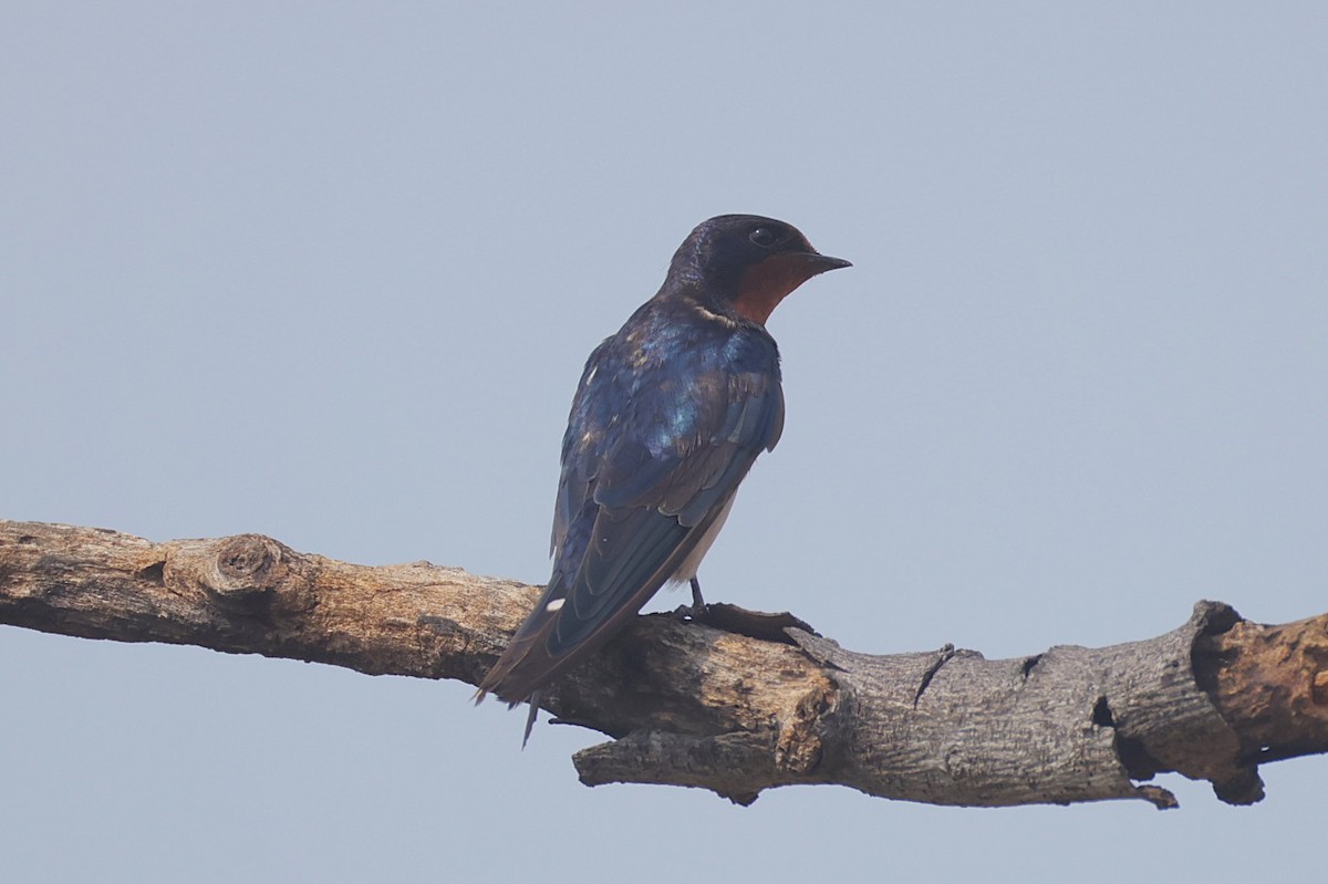 家燕 - ML651209054