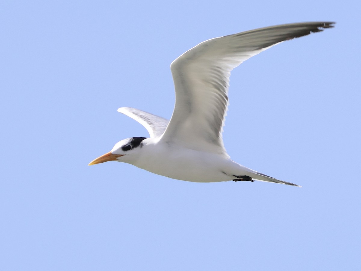 West African Crested Tern - ML651209122