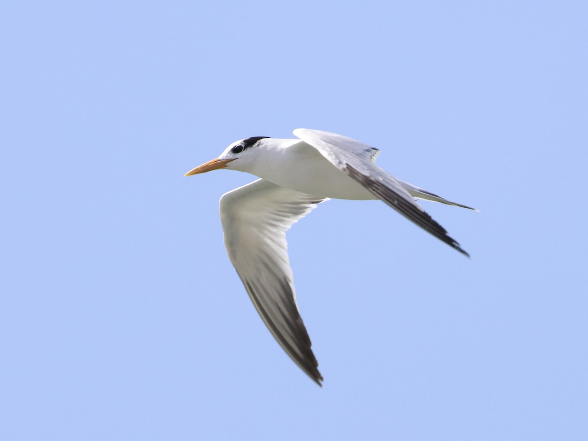 West African Crested Tern - ML651209247