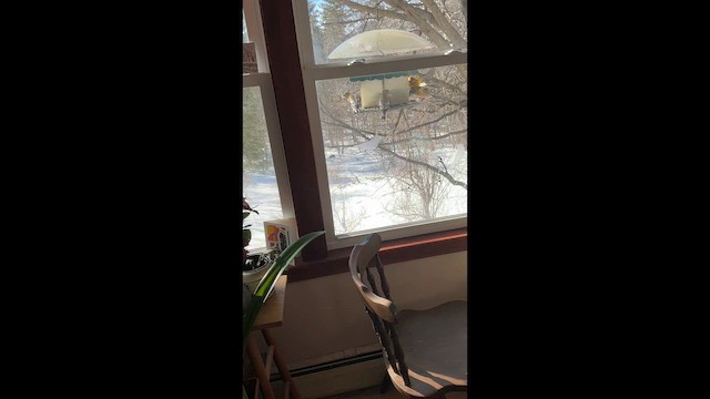 Evening Grosbeak - ML651209365