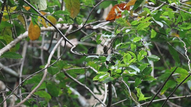 Souimanga siparaja (groupe seheriae) - ML651209519