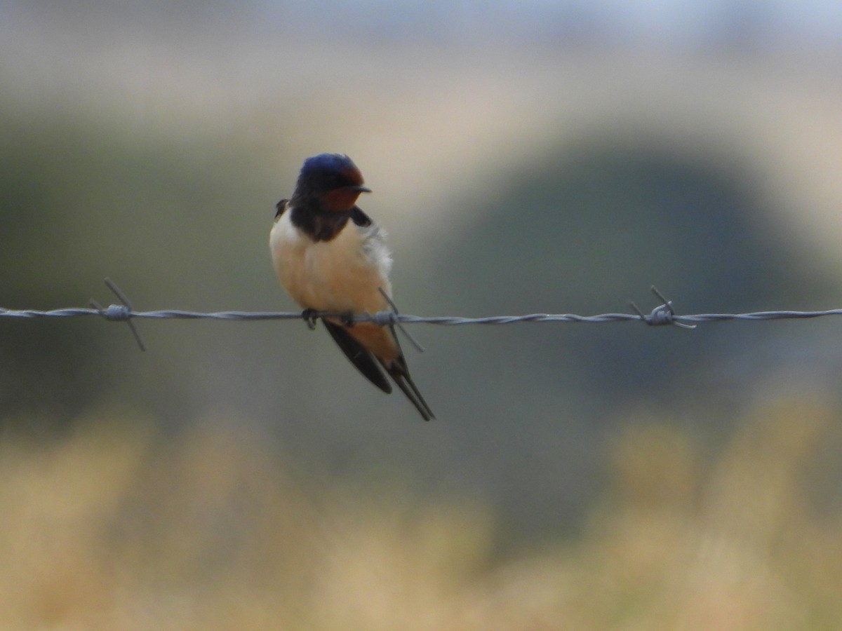 家燕 - ML651209601