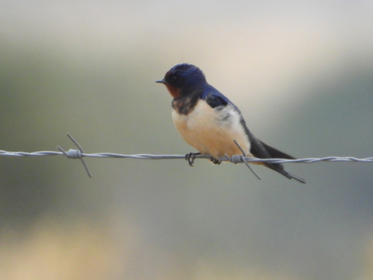 家燕 - ML651209602