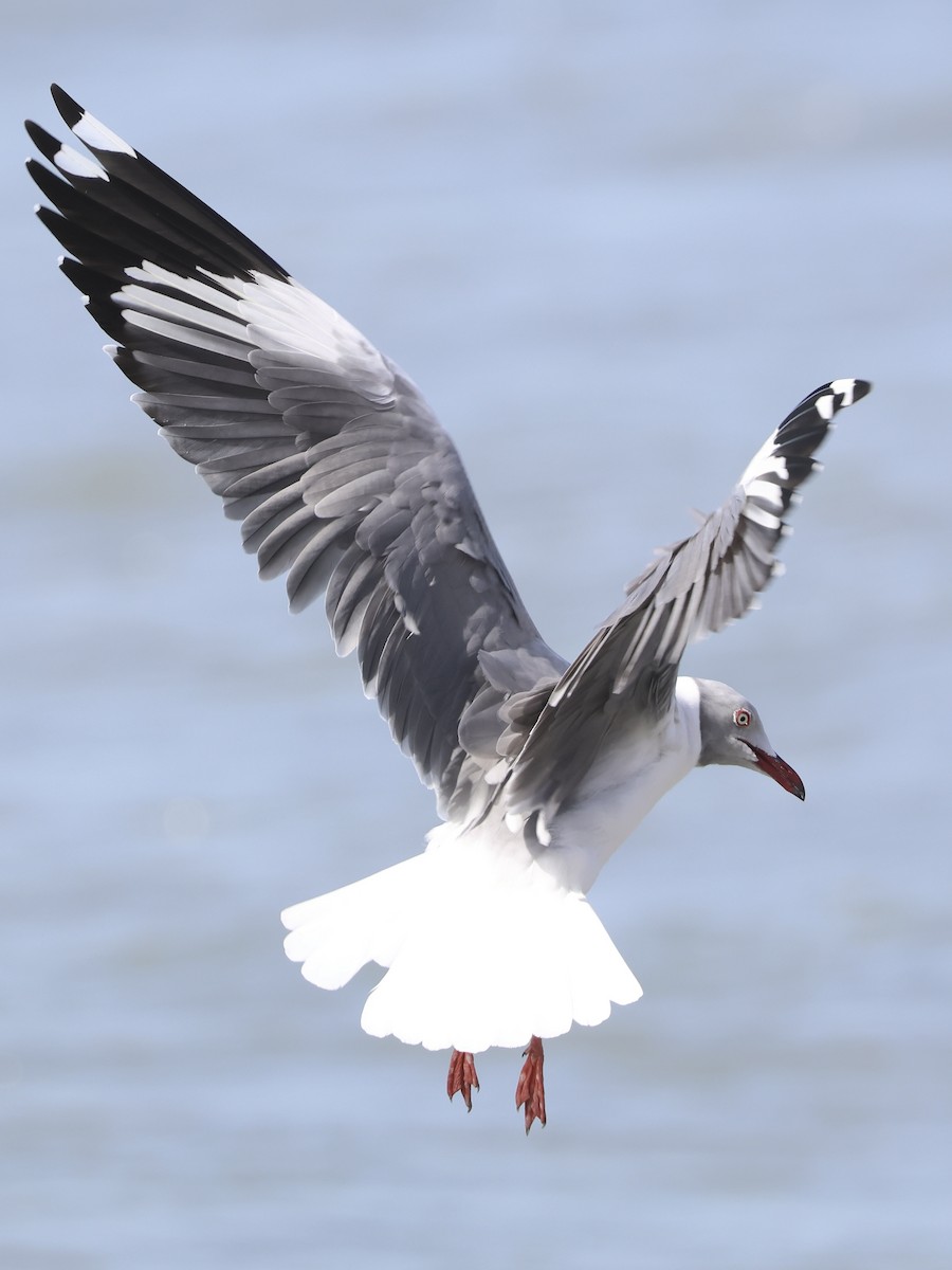 Gray-hooded Gull - ML651209684