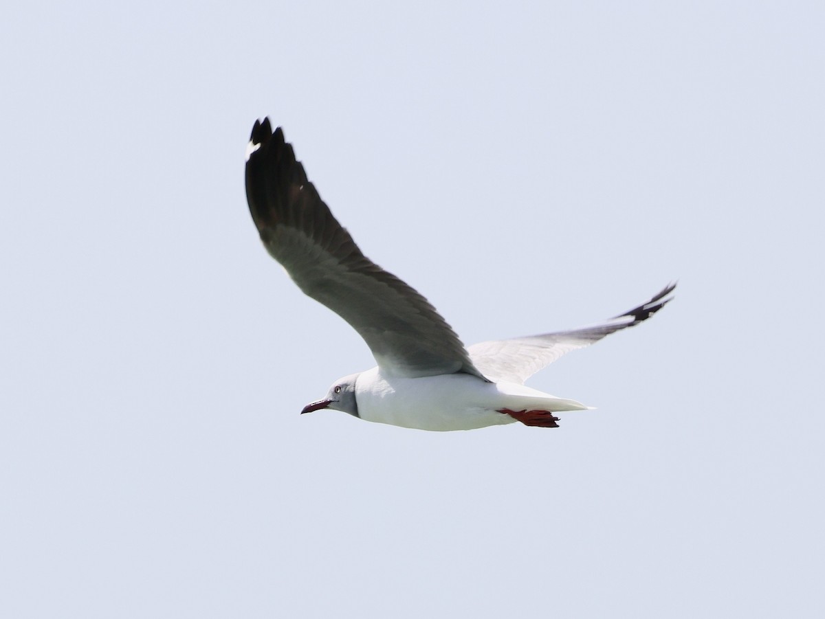Gray-hooded Gull - ML651209764