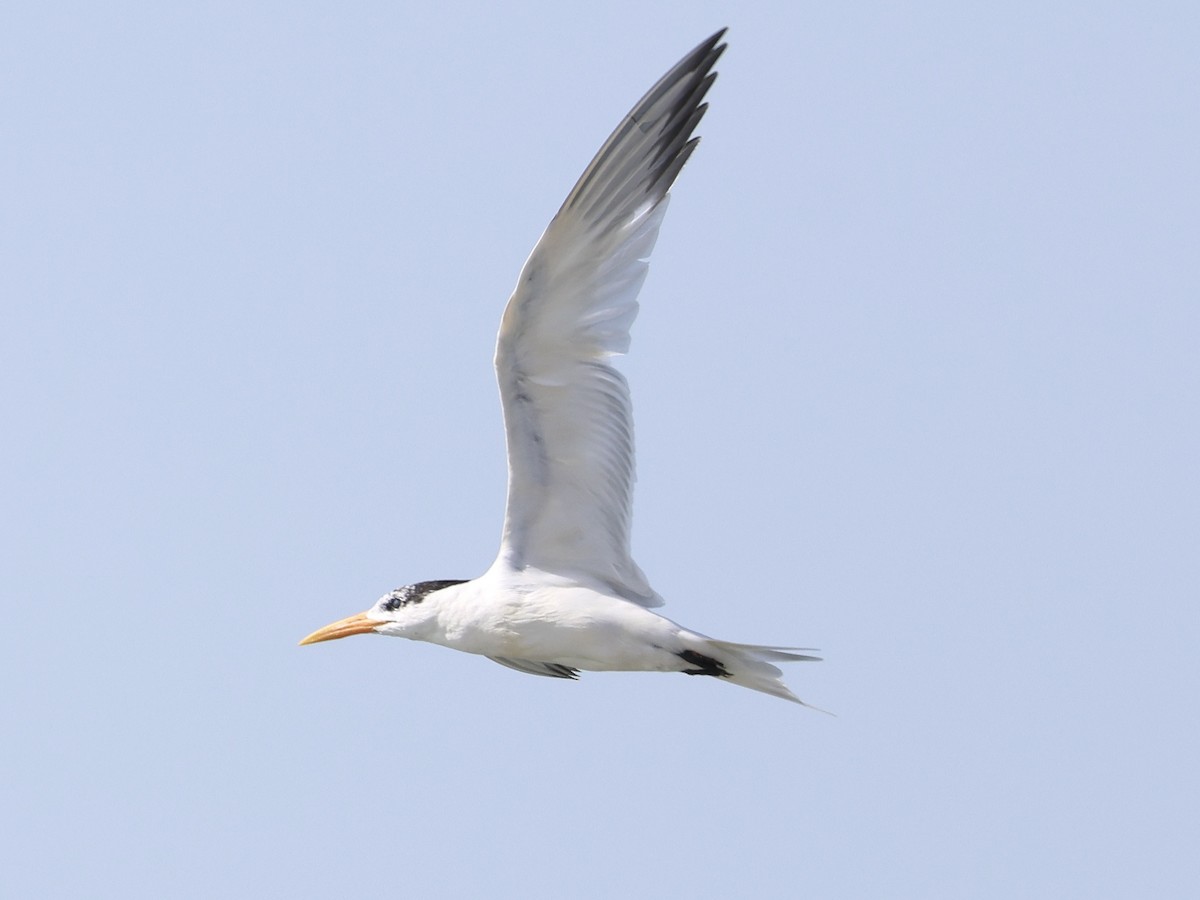 West African Crested Tern - ML651209809