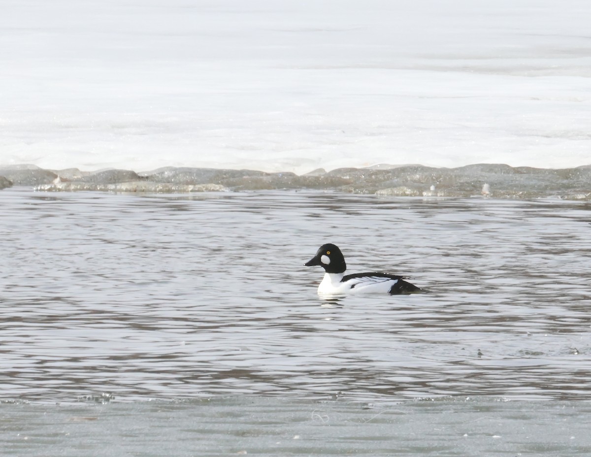 Гоголь - ML651209837