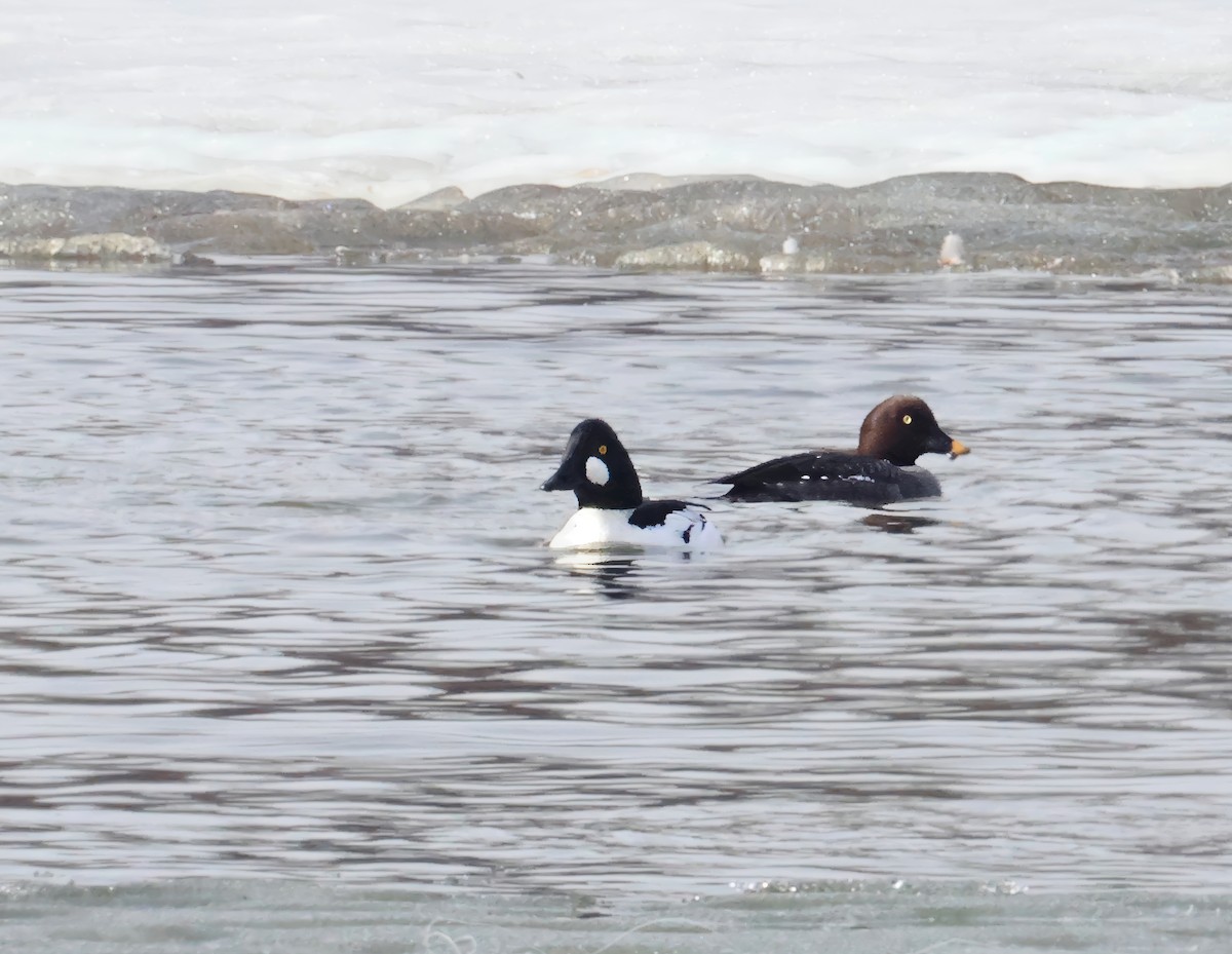 Гоголь - ML651209851