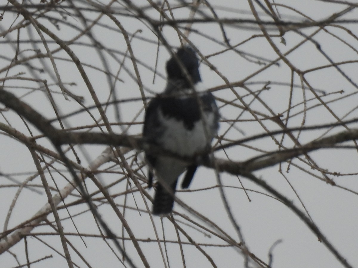 Опоясанный зимородок - ML651209970